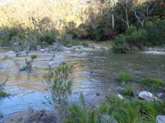 Melaleuca armillaris armillaris