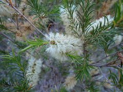 Melaleuca armillaris armillaris