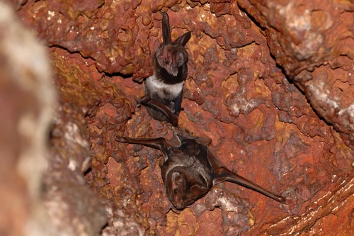 Wroughton's Free-tailed Bat