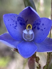 Thelymitra simulata