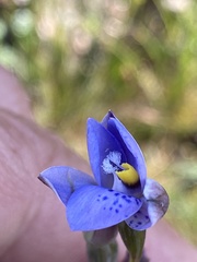 Thelymitra simulata