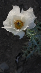 Argemone hunnemannii