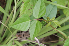 Strophostyles helvola