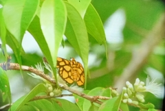 Odina hieroglyphica ortina