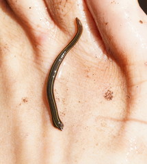 Richardsonianus australis