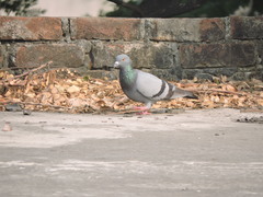 Columba livia