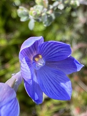 Thelymitra alpicola