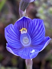 Thelymitra alpicola
