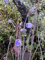 Thelymitra alpicola