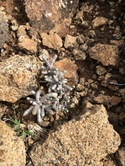 Anacampseros ustulata