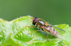 Epistrophe nitidicollis