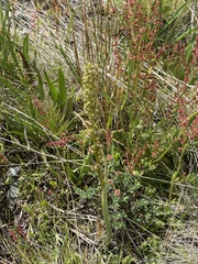 Prasophyllum morganii