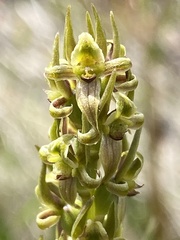 Prasophyllum morganii