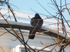 Columba livia domestica