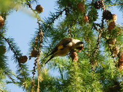 Carduelis carduelis