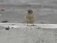 Passer domesticus