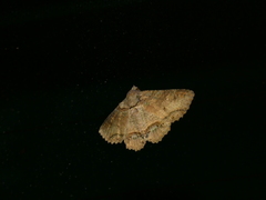 Zale fictilis