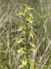 Prasophyllum sphacelatum