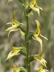 Prasophyllum sphacelatum