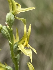 Prasophyllum sphacelatum