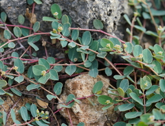 Euphorbia garanbiensis