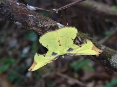 Corymica arnearia
