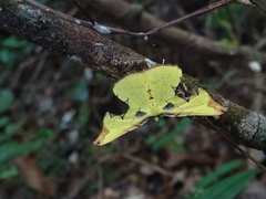 Corymica arnearia