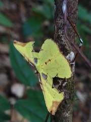 Corymica arnearia