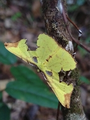 Corymica arnearia