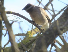 Pycnonotus barbatus barbatus