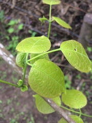 Fridericia schumanniana