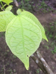 Fridericia schumanniana