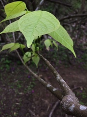 Fridericia schumanniana
