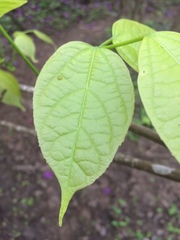 Fridericia schumanniana