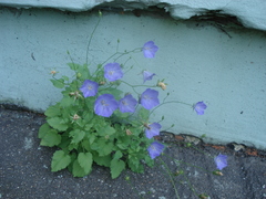 Campanula carpatica