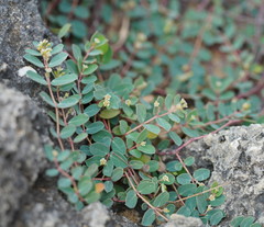 Euphorbia garanbiensis