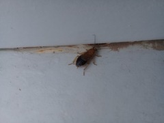 Latiblattella tarasca