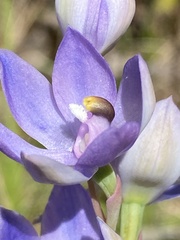 Thelymitra alpina