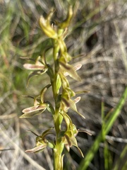 Prasophyllum sphacelatum