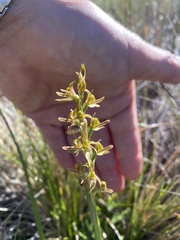 Prasophyllum sphacelatum