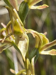 Prasophyllum sphacelatum