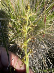 Prasophyllum sphacelatum