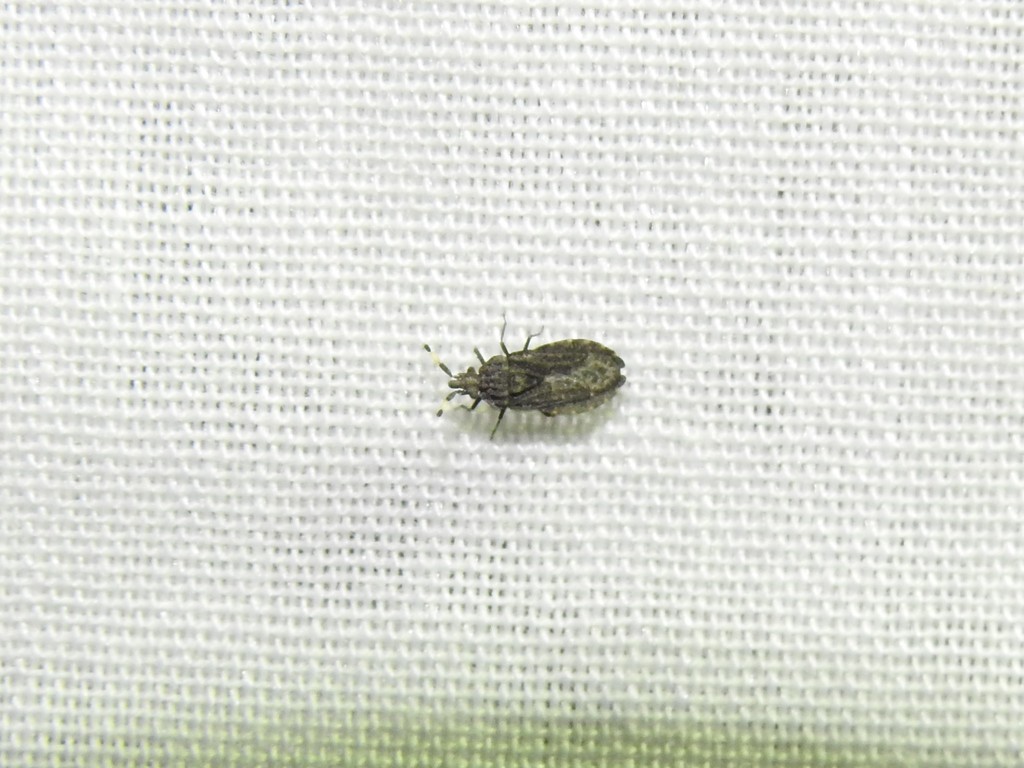 Aradus penningtoni