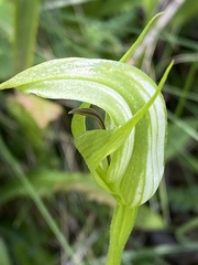 Pterostylis monticola