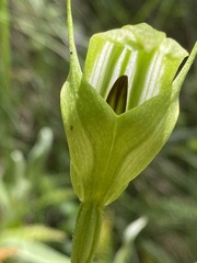 Pterostylis monticola