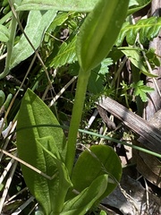 Pterostylis monticola