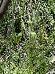 Pterostylis monticola