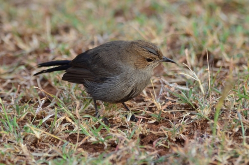 Indian Robin (Copsychus fulicatus), photo 4