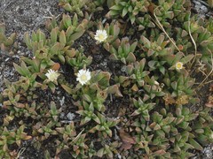 Delosperma guthriei