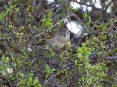 Phacellodomus striaticollis